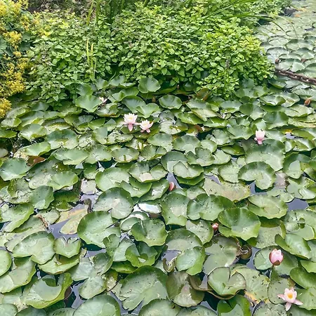 Amazing Ship In With Wifi